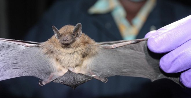 El Ministerio de Sanidad confirma que los murciélagos son el origen reservorio del virus