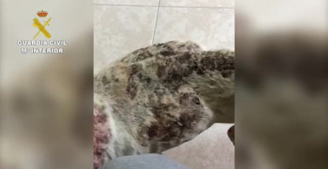 La Guardia Civil realiza varias actuaciones contra el maltrato animal en Tenerife