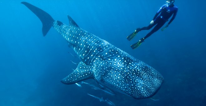 La lluvia nuclear permite conocer la edad del tiburón ballena, tan grande como un autobús articulado