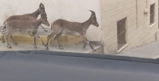 Cabras montesas caminan por las calles de Morón de la Frontera