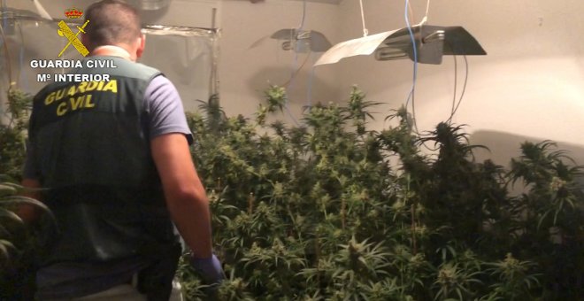 Desmantelado cultivo de 500 plantas de marihuana en Candeleda (Ávila)