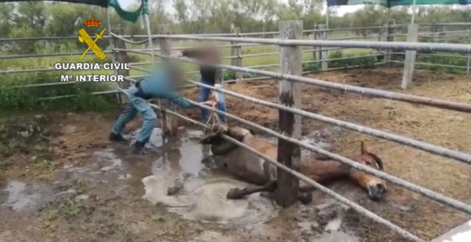 Guardia Civil libera a caballo atrapado en un cercado de Doñana