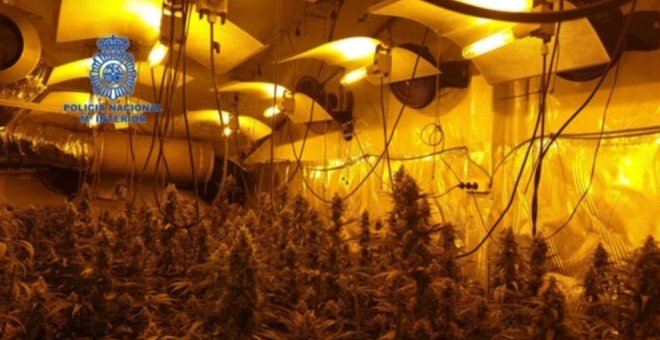 Desmantelada una plantación indoor con 314 pantas de marihuana en Soto de la Marina