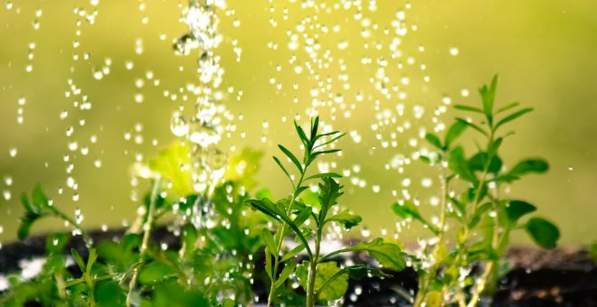 Cómo regar las plantas ahorrando agua