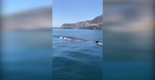 La ausencia del ruido humano atrae a ballenas y delfines hasta las costas