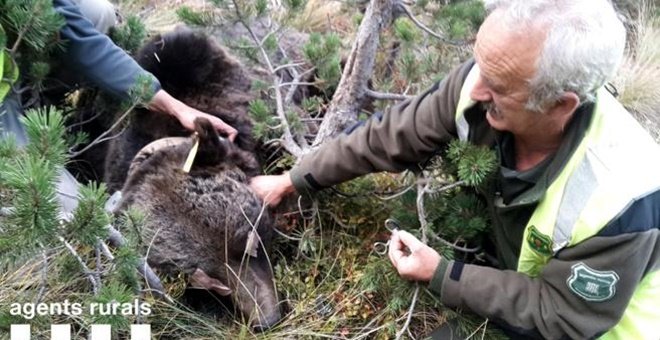 'Qui va matar Cachou?', TV3 estrena dimarts un documental sobre la mort de l'os als Pirineus