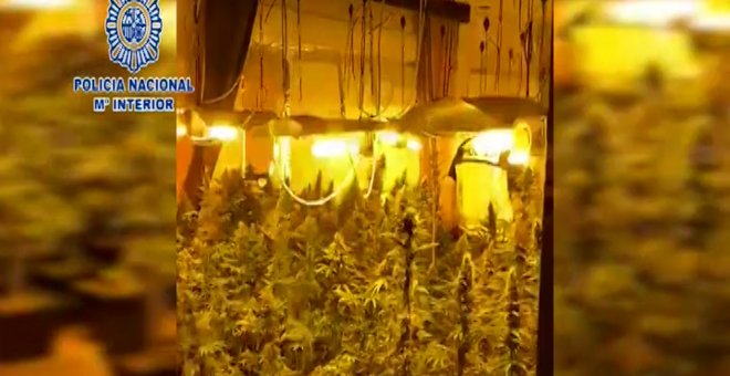 La Policía Nacional de Motril han desmantelado una plantación de marihuana