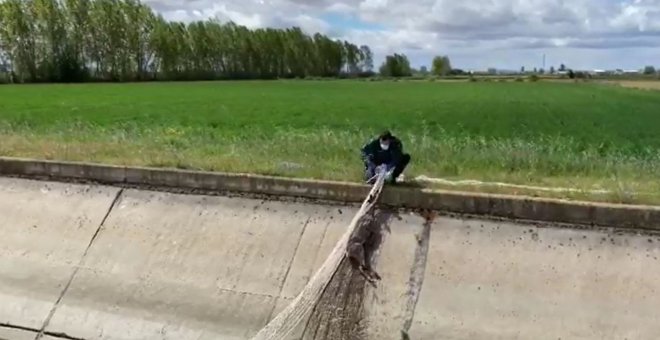 La Guardia Civil rescata a un corzo que había caído a una acequia