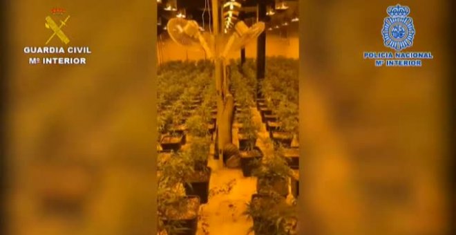 Desarticulada en Málaga una banda dedicada al tráfico internacional de marihuana