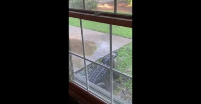 Aparece un cocodrilo gigante en el jardín de una vivienda en Carolina del sur (EEUU)