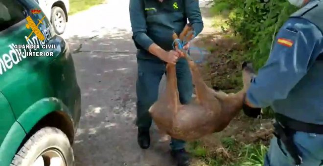 Guardia Civil, forestales y vecinos auxilian a un corzo que vaga por Arnedo