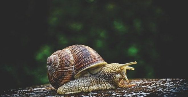 Elogio de la lentitud: mi relación íntima con un caracol