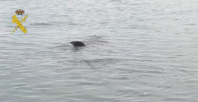 Un tiburón de más de ocho metros sorprende en una playa de Granada