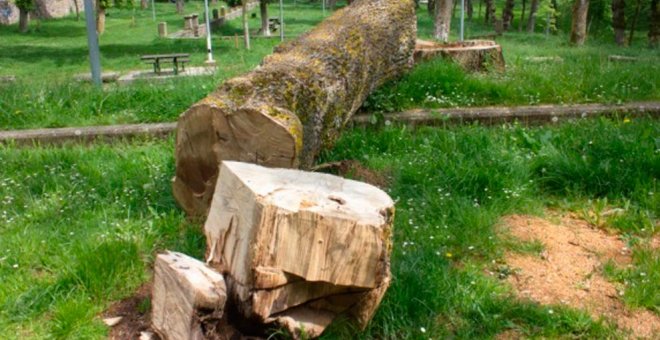 ARCA denuncia la tala de fresnos centenarios en el Parque de las Fuentes