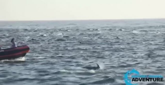 Cientos de delfines nadan juntos en la costa de Laguna Beach, en California