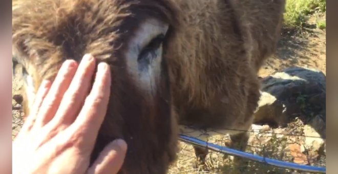 El conmovedor reencuentro de una burra con su dueño tras dos meses de confinamiento