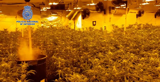 La Policía ha desarticulado un grupo criminal dedicado al cultivo y distribución de
marihuana