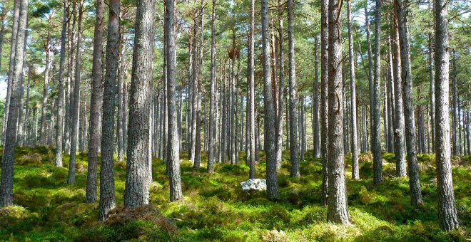 Ecologistas en Acción pide incluir al medio ambiente en los planes post-Covid