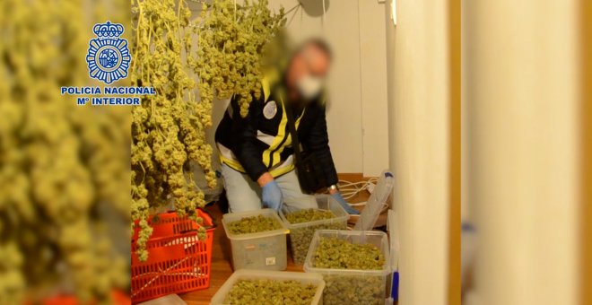 Desmantelan dos viveros artificiales para cultivar marihuana en Teo (A Coruña)