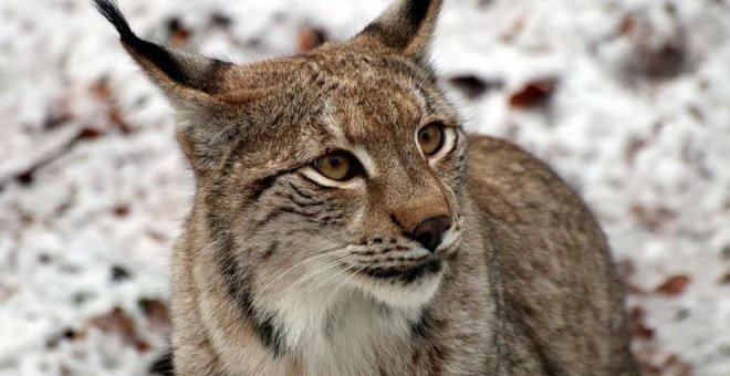 Otras miradas - ¿Regresará la fauna silvestre a sus refugios ahora que volvemos a las calles?