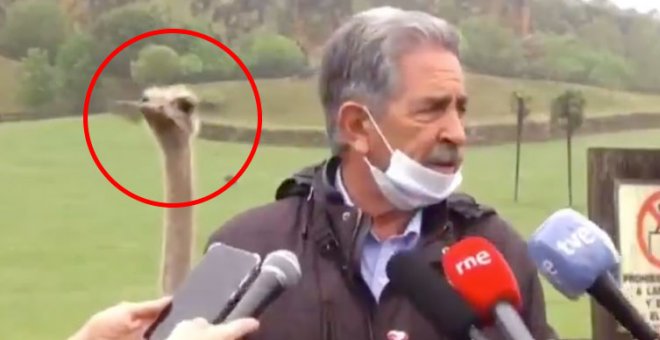 "¿Pero qué maravilla es esta?": el inenarrable vídeo de un avestruz robándole cámara a Miguel Ángel Revilla