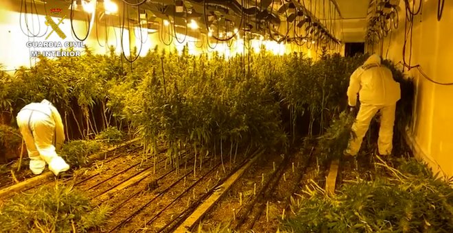 Guardia Civil desmantela dos 'narconaves' donde se producía marihuana industrialmente