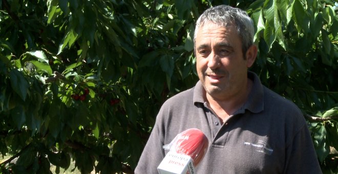 El sector de la cereza pierda "muchos millones de euros" por lluvias