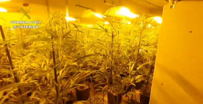Detenidas 8 personas por cultivo y tráfico de marihuana en Toledo