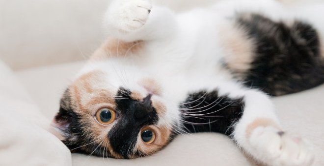 Un vídeo que demuestra que los gatos también echan de menos a sus amigos
