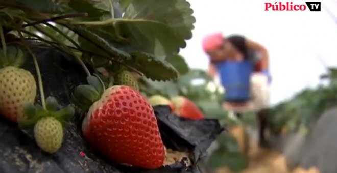 Más protección para las temporeras de la fresa en Huelva