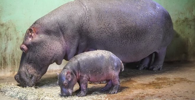 El bebé hipopótamo de Bioparc València  da sus primeros pasos