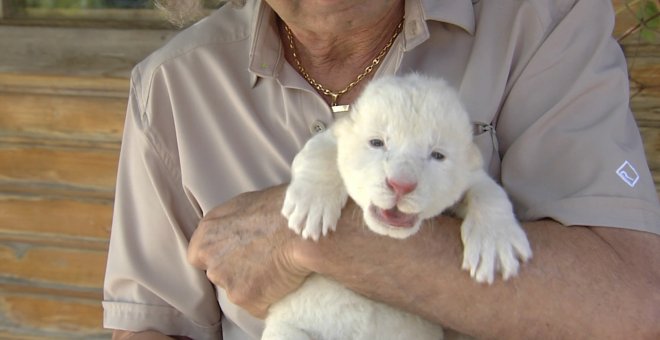 El primer león blanco nacido en cautividad en España, macho y rechazado por su madre