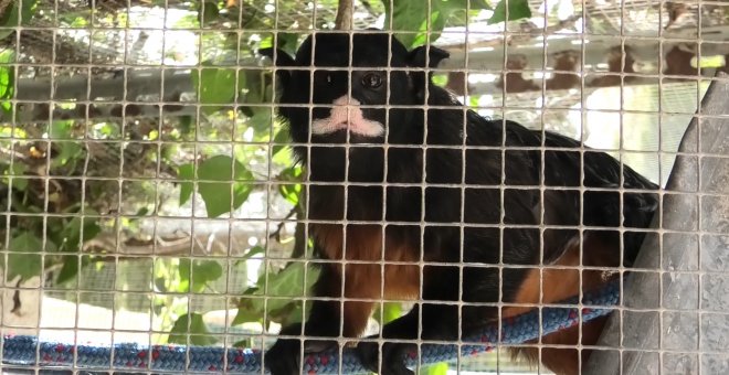 Animal exótico abandonado durante el confinamiento