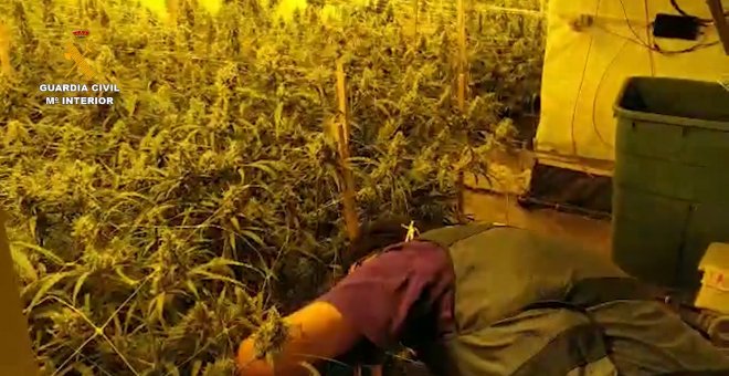 Desmantelan una organización criminal que distribuía marihuana por toda Europa