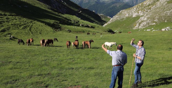 Administrado un tratamiento pionero para combatir malformaciones de terneros en el ganado de Liébana