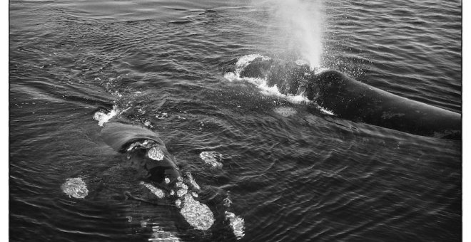 En el Día de los Océanos, imitemos la curiosidad de las ballenas francas