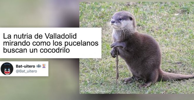 "El cocodrilo de Valladolid podría ser una nutria... A que al final es el Cigala haciendo esnórquel"