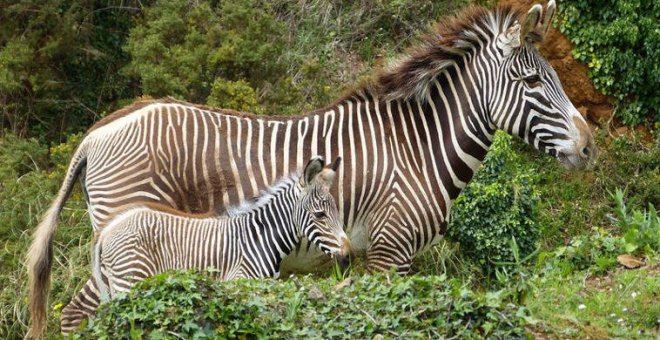 Cabárceno celebra sus 30 años con una plantación de árboles y 'bautizando' cuatro cebras nacidas durante el confinamiento