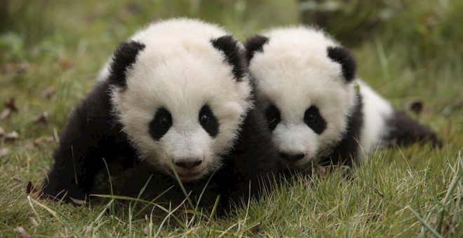 Una pareja de osos panda para Cabárceno, el reto para "completar el círculo" del parque