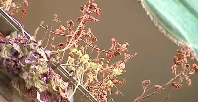 Flores marchitas en el balcón de un matrimonio fallecido por coronavirus