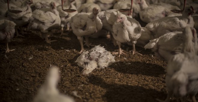 Alerta ambiental tras la caída de Jersón por la previsible muerte de tres millones de pollos en la mayor granja de Europa