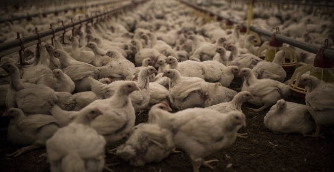Animalistas cargan contra una ley que dificultará las denuncias por maltrato animal en granjas de Ontario
