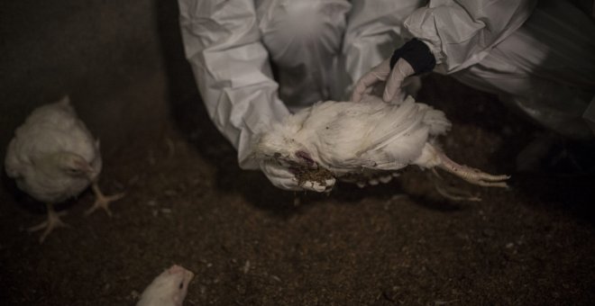 Las crudas imágenes del sufrimiento animal en las granjas de pollos
