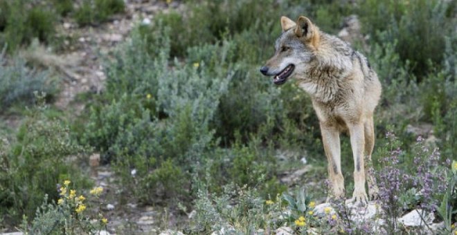 Podemos amenaza con ir a los tribunales si continúan las batidas contra el lobo