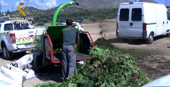Incautadas cerca de 22.000 plantas de marihuana