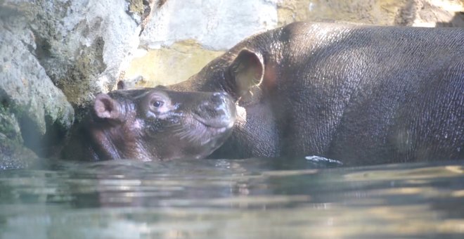 El bebé hipopótamo de Bioparc València se llamará Gori