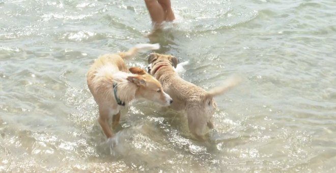 Comienza la temporada de baño en la playa canina de Pinedo