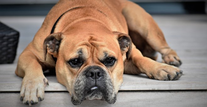 El abandono de perros crece un 25% con la desescalada del coronavirus