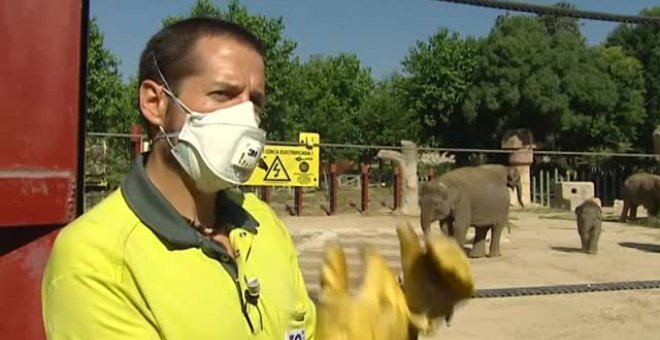 Desescalada animal a la espera de los añorados visitantes