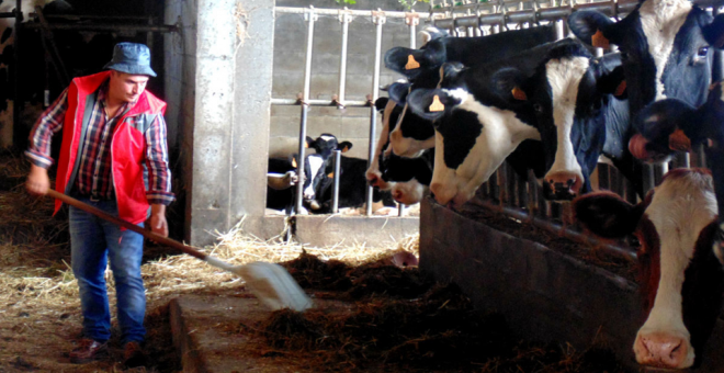 Miles de agricultores gallegos se unen en demandas colectivas contra grandes compañías lácteas